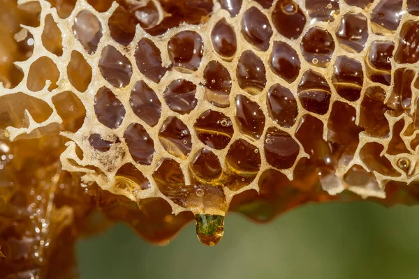 Honey Dripping Honey Comb Nature Background Close Thick Honey Dripping — Zdjęcie stockowe