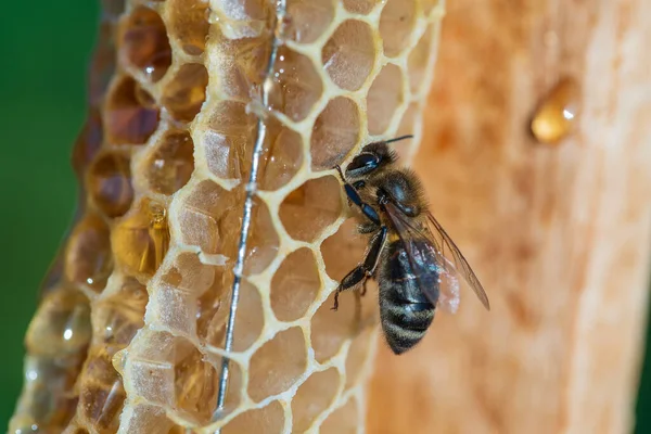 Bijen Honingraat Macro Foto Bijen Produceren Vers Gezond Schat Bijenteeltconcept — Stockfoto