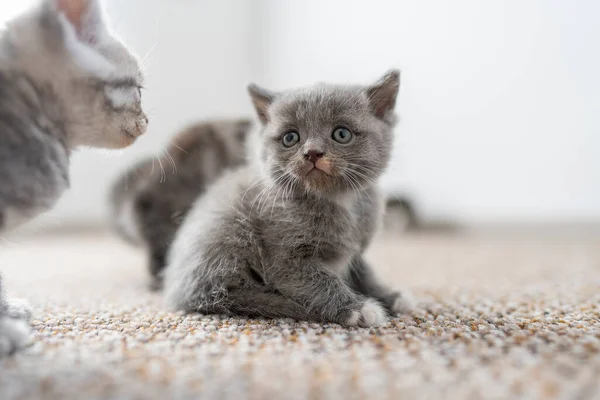 新生的小灰猫在等猫 有趣的家养宠物 把家畜关起来 1个月大的小猫在家里 在屋里 — 图库照片