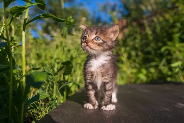 新生的小灰猫在等猫 有趣的家养宠物 把家畜关起来 1个月大的小猫生活在大自然中 — 图库照片