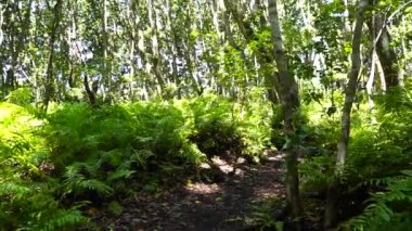 Yürüyüş yolu ve vahşi yaşam ile orman açık güneşli bir günde Zanzibar adasında, Tanzanya, Doğu Afrika