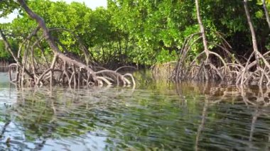 Tanzanya, Doğu Afrika 'daki Zanzibar adasında, deniz kenarındaki Mangrove ağacı. Doğa ve çevre kavramı