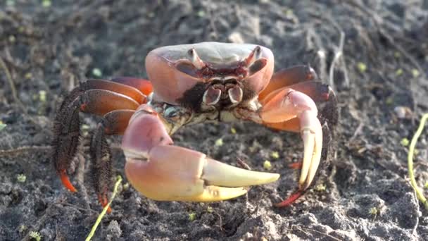 Crabe Rouge Sur Plage Près Forêt Mangroves Île Zanzibar Tanzanie — Video