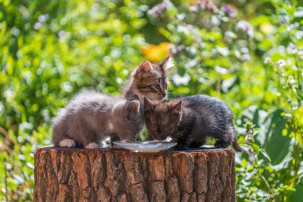 Gray Little Kittens Eats Milk Food Glass Plate Summer Day — Photo