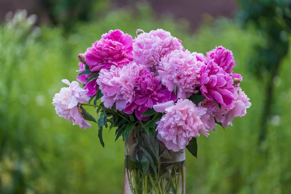 在乌克兰的花园里 一束束美丽的粉色牡丹 还有雨滴 自然界五彩缤纷的牡丹 靠近点 — 图库照片