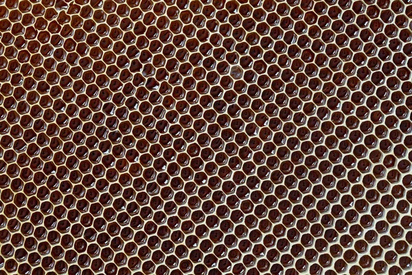 Closeup of a honeycomb with honey. Background texture and pattern of a section of wax honeycomb from a bee hive filled with honey