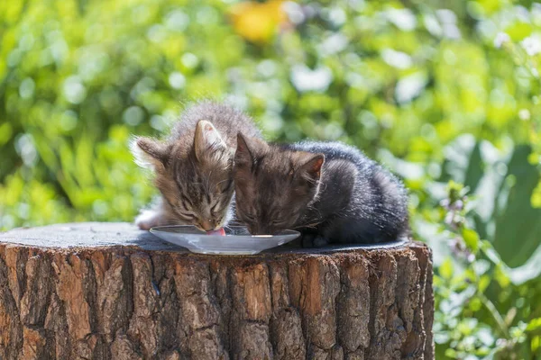 Gray Little Kittens Eats Milk Food Glass Plate Summer Day — Fotografia de Stock