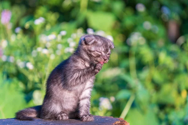 Cute kitten are waiting for the cat. Funny home pets. Close up domestic animal. Kitten at two month old of life on nature, outdoors