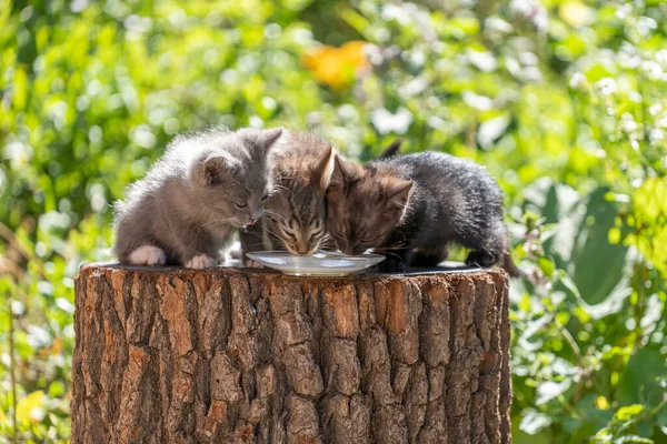 Küçük Gri Kedicikler Bir Yaz Günü Bahçenin Yakınında Cam Bir — Stok fotoğraf