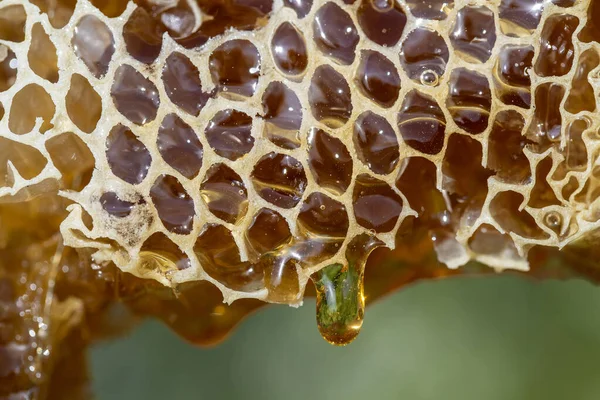 Honey Dripping Honey Comb Nature Background Close Thick Honey Dripping — стоковое фото