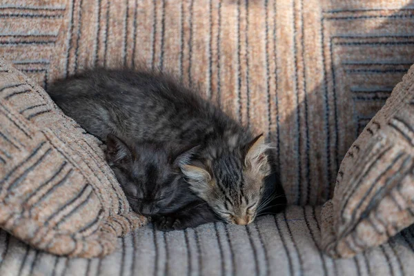 Two Cute Kittens Sleep Chair Funny Home Pets Close Domestic — Φωτογραφία Αρχείου