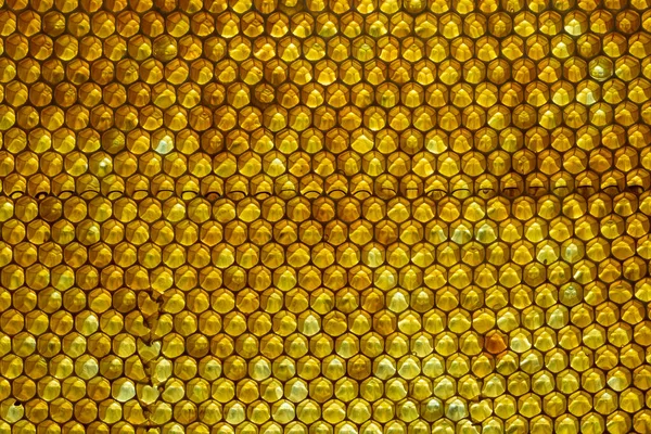 Closeup of a honeycomb with honey. Background texture and pattern of a section of wax honeycomb from a bee hive filled with golden honey.