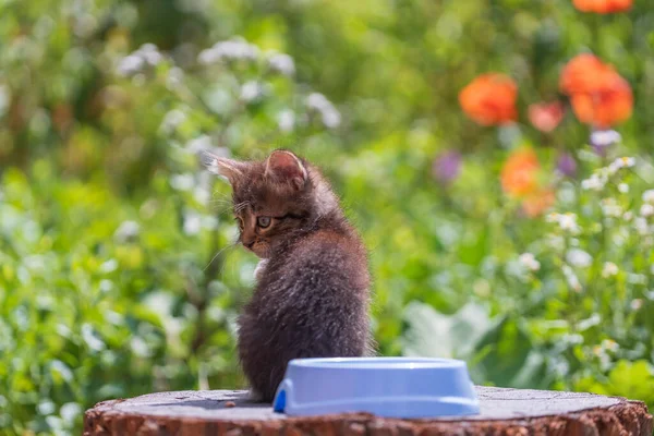 Little Gray Kitten Waiting Cat Cute Funny Home Pets Close — Fotografia de Stock
