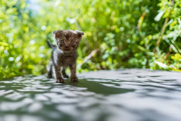 新生的小灰猫在等猫 有趣的家养宠物 把家畜关起来 1个月大的小猫生活在大自然中 — 图库照片