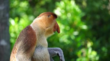 Borneo, Malezya 'nın yağmur ormanlarındaki vahşi hortumlu maymun ya da Nasalis larvası, yaklaşın.