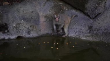 Wild monkey family on rock with pond near city Da Nang, Vietnam. Wild monkeys in the nature
