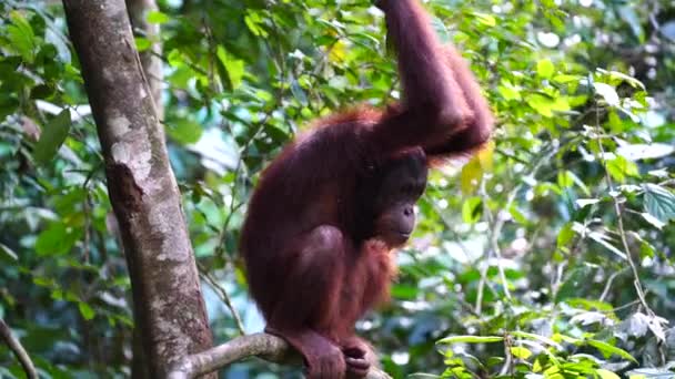 Wild Endangered Orangutan Rainforest Island Borneo Malaysia Close Orangutan Mounkey — Stock Video