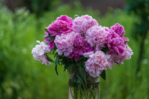 Bellissimo Bouquet Fiori Peonie Rosa Con Gocce Pioggia Giardino Ucraina — Foto Stock