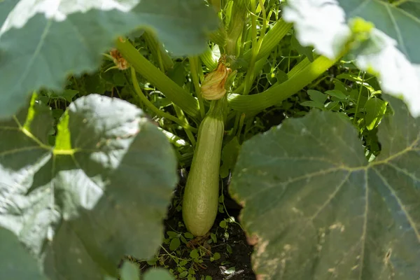 Fresh Organic Green Zucchini Grows Garden Leaves Close Vegetable Village — Stockfoto