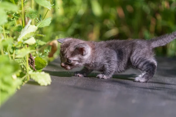 Маленький Серый Котенок Ждет Кота Милые Домашние Животные Закройте Домашнее — стоковое фото