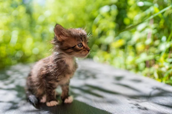 Маленький Серый Котенок Ждет Кота Милые Домашние Животные Закройте Домашнее — стоковое фото