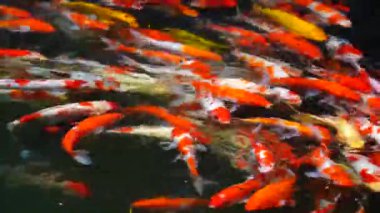 A group of Koi or jinli or nishikigoi or brocaded carp fish - the colored varieties of Amur carp or Cyprinus rubrofuscus, that are kept in outdoor koi ponds or water gardens in Danang, Vietnam, close up