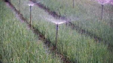 Bahçede yeşil soğan sulanması, Hoi An şehri yakınlarındaki vejetaryen köyünde su damlaları. Sebze ve bitkiler için otomatik sulama sistemi