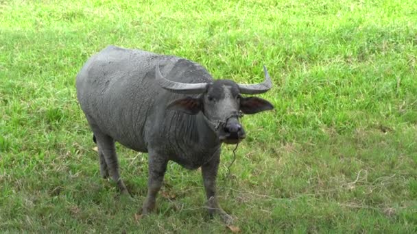 Big Buffalo Eating Grass Beautiful Green Field Old City Hoi — 图库视频影像