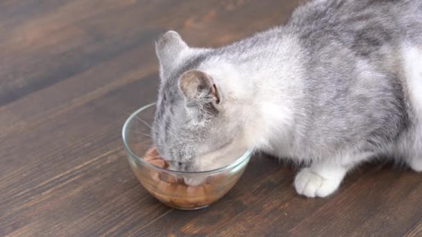 Carino Piccolo Gatto Grigio Mangia Cibo Umido Dalla Ciotola Vetro — Video Stock