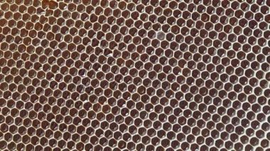 Closeup of a honeycomb with honey, rotates. Background texture and pattern of a section of wax honeycomb from a bee hive filled with honey