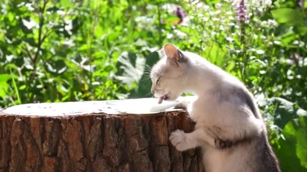 Gray Cat Eats Milk Food Glass Plate Summer Day Garden — Stockvideo