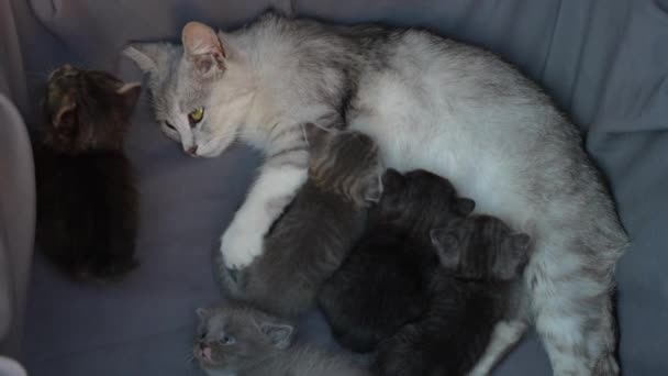Μαμά Γάτα Δίπλα Στα Γατάκια Μικρά Νεογέννητα Γατάκια Μητέρα Στις — Αρχείο Βίντεο