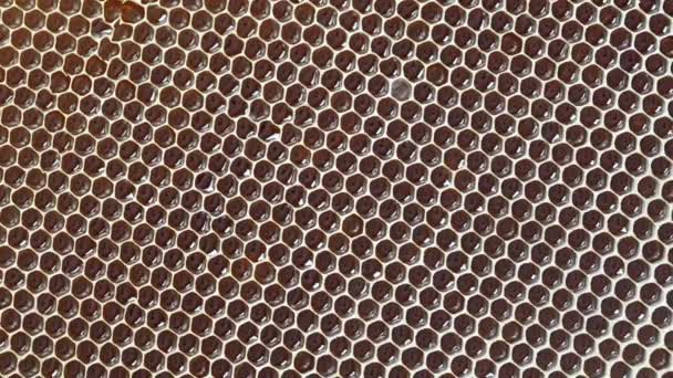 Closeup Honeycomb Honey Rotates Background Texture Pattern Section Wax Honeycomb — Video Stock