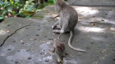 Ubud, Bali, Endonezya 'daki kutsal maymun ormanlarında vahşi maymun ailesi. Maymun orman parkı seyahat yerleri ve Asya 'da maymunların vahşi yaşam ortamında yaşadığı turistik yerler.