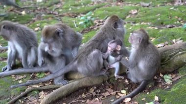 Ubud, Bali, Endonezya 'daki kutsal maymun ormanlarında vahşi maymun ailesi. Maymun orman parkı seyahat yerleri ve Asya 'da maymunların vahşi yaşam ortamında yaşadığı turistik yerler.