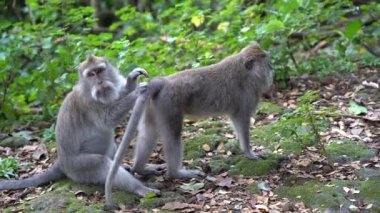 Ubud, Bali, Endonezya 'daki kutsal maymun ormanlarında vahşi maymun ailesi. Maymun orman parkı seyahat yerleri ve Asya 'da maymunların vahşi yaşam ortamında yaşadığı turistik yerler.