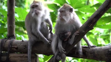 Ubud, Bali, Endonezya 'daki kutsal maymun ormanlarında vahşi maymun ailesi. Maymun orman parkı seyahat yerleri ve Asya 'da maymunların vahşi yaşam ortamında yaşadığı turistik yerler.