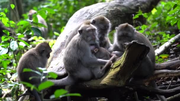 インドネシアのバリ島 ウブドの神聖な猿の森で野生の猿の家族 サルの森公園は 野生動物の生息するアジアのランドマークや観光地を旅行します — ストック動画
