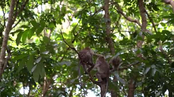 Семья Диких Обезьян Священном Обезьяньем Лесу Убуде Остров Бали Индонезия — стоковое видео
