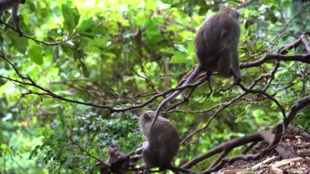 Rodina Divokých Opic Posvátném Opičím Lese Ubud Ostrov Bali Indonésie — Stock video