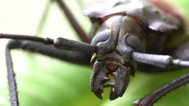 Giant Fijian Longhorn Beetle Dari Pulau Koh Phangan Thailand Tutup — Stok Video