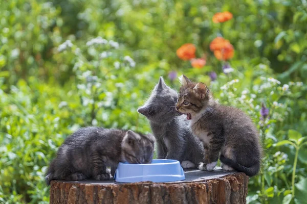 Little three kittens in the garden. Cute funny home pets. Close up domestic animal. Kitten at two month old of life on nature, outdoors