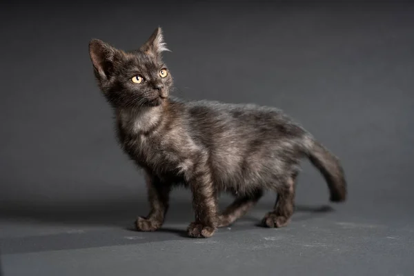 Little Black Kitten Black Background Kitten Two Month Old Life — Fotografia de Stock