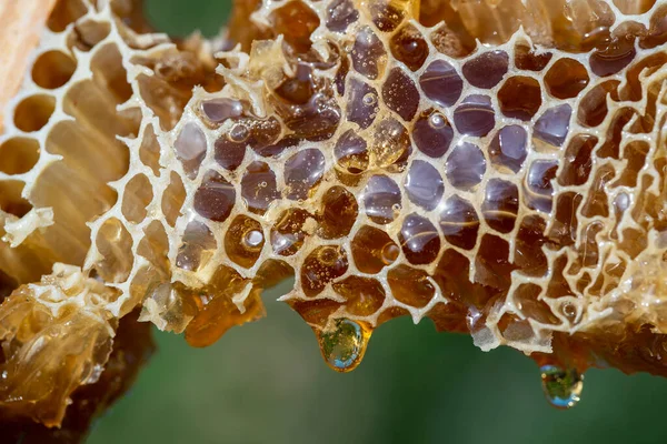 Honey dripping from honey comb on nature background, close up. Thick honey dripping from the honeycomb. Healthy food concept