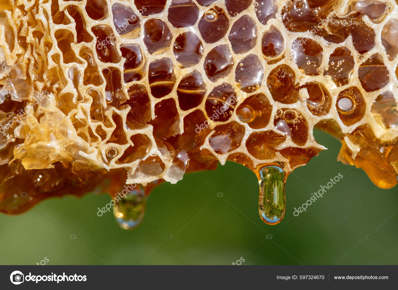 Honey Dripping Honey Comb Nature Background Close Thick Honey Dripping  Stock Photo by ©OlegDoroshenko 597324670