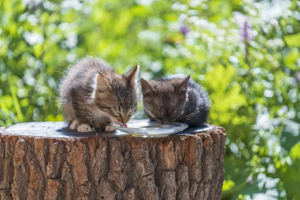 Gray Little Kittens Eats Milk Food Glass Plate Summer Day — Fotografia de Stock