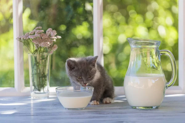 Gray Little Kitten Eats Milk Food Glass Bowl Windowsill Window — Stock Photo, Image