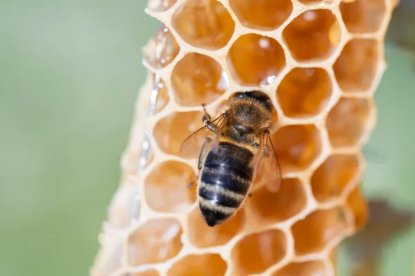 Včela Voštinách Makro Fotka Včely Produkují Čerstvé Zdravé Zlato Koncept — Stock fotografie