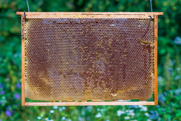 Closeup of a honeycombs with honey in a frame in nature. Background texture and pattern of wax honeycomb from a bee hive filled with golden honey