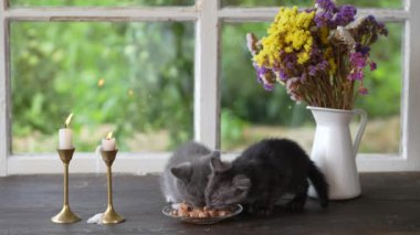 Cute gray kittens eats wet food from a plate on a windowsill next to a window in the evening next to two burning candles and a bouquet of colorful flowers, close-up, indoors